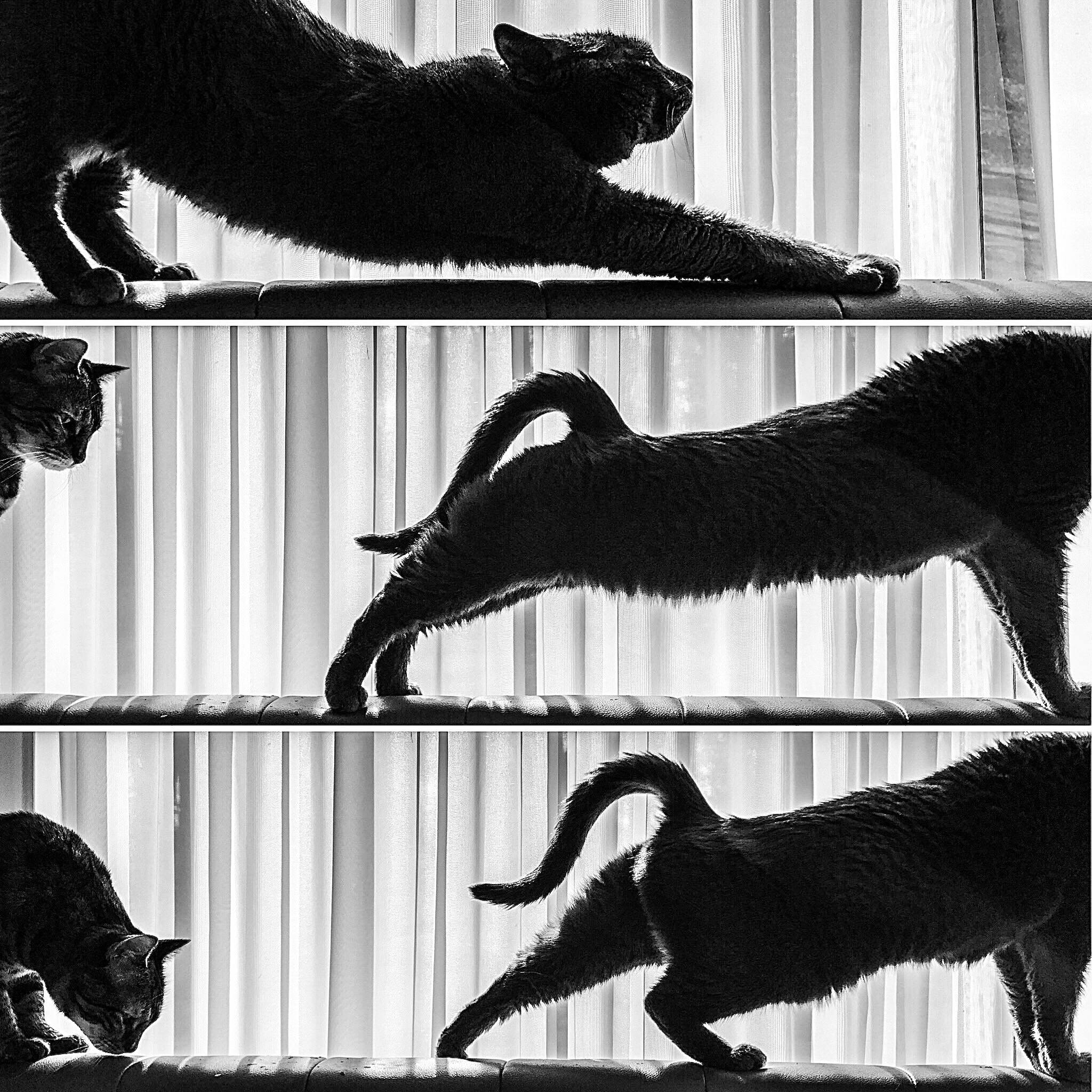 11 Kritina Lee Knief_Cat Stretch Triptych