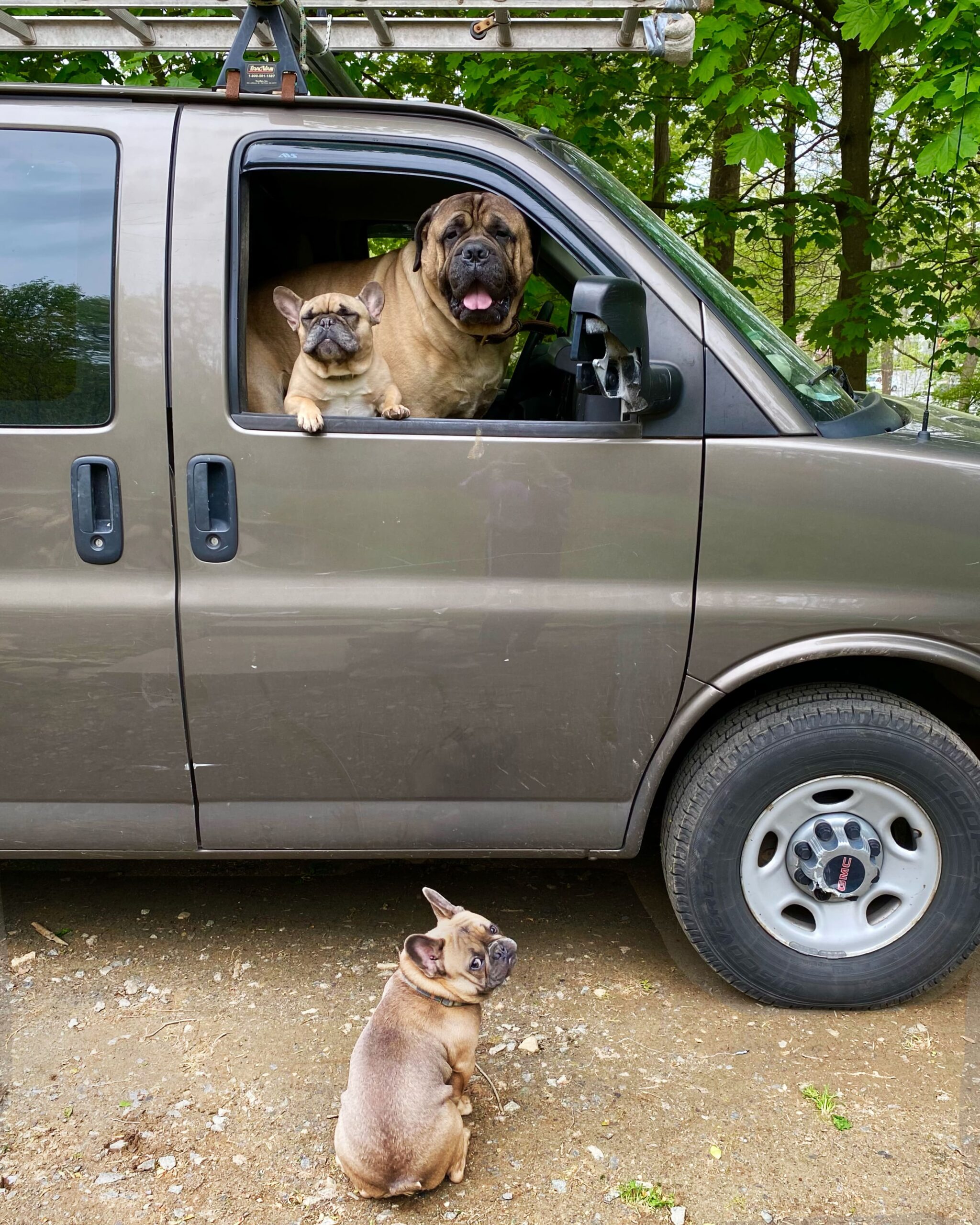 14 Kritina Lee Knief_Bull Mastiff and Frenchies Contractor_s Van-min