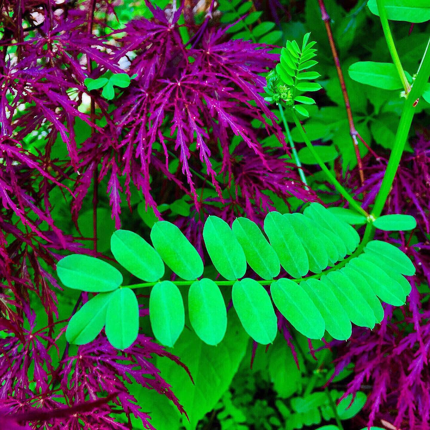 9 Kritina Lee Knief_Abstract Purple Green Leaves